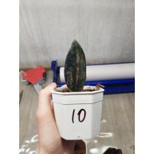 Zamioculcas zamiifolia black variegated (1 leaves) НОМЕР 10
