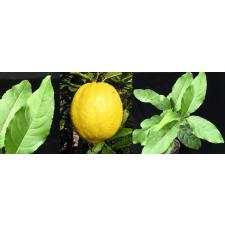 Цитрус медика «Цитрон» / Citrus medica 'Citron'