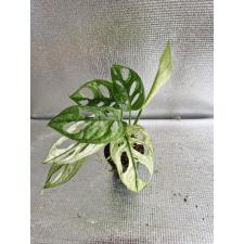 Monstera adansonii variegated Mint. pot Д