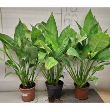 Спатифиллум сп. белая варегатность / Spathiphyllum sp white variegated (L)