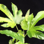 Ficus sp.(T44) variegated (maybe not Ficus)