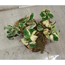Hoya Indian Rope albomaginata pot