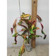 Codiaeum A43 Red diamond