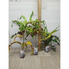 Codiaeum C-2 Thao thos sa pin