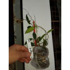 Hoya flagellata 728