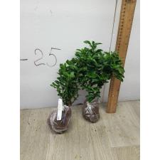 Ixora sp.(T15) white flower 245-147-138