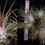 Tillandsia ionantha 'Purple