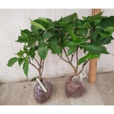 Gardenia Nitida 118