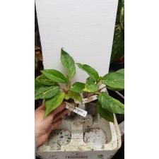 Aglaonema Brilliantly (green form) pot 8