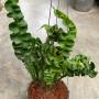 Microsorum punctatum cv. Twisted Dwarf Special