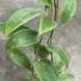 Hoya wibergiae (big leaf)(#841).