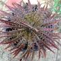 Dyckia delicata(F1).