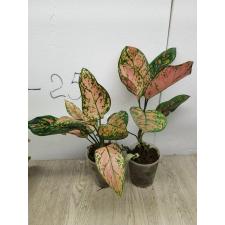 Aglaonema Valentine pot