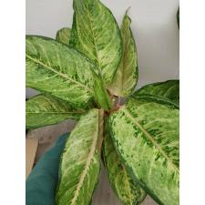 Aglaonema Frozen black A-27