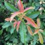 Ficus sp.(T18)(Mango leaf)