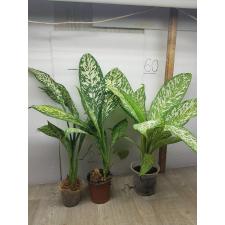 Dieffenbachia White Blizzard в горшке M