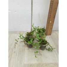 Dischidia sp.603 pot