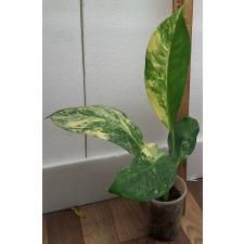 Диффенбахия сп. желтая варегатность / dieffenbachia sp Yellow variegated (S)