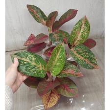 Aglaonema Sub Mongkol A-37