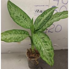 Диффенбахия Удомсаб (Серебряная форма) / Dieffenbachia Udomsub (silver form).