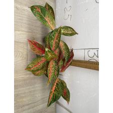 Aglaonema Taira A-117