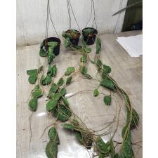Hoya - Imbricata