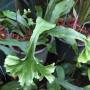 Polypodium 'Green Coral'.