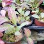 Hoya obscura