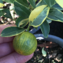 Citrus madurensis variegata
