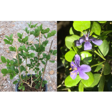 Guaiacum officinale (4 leaflet). 125