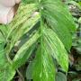 Amydrium zippelianum variegated - Epipremnum sp.(T02) variegated