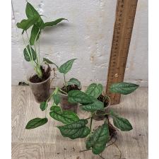 Монстера Сильтепекана / Monstera Siltepecana (S)