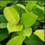 Philodendron Moonlight