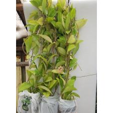 hoya crassipetiolata splash pot