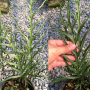 Drynaria quercifolia 'Fish Bone'
