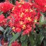 Ixora sp.(T17) red flower and long leaf