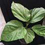 Ficus auriculata (Malaysia).