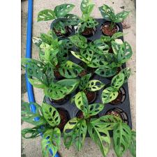 Monstera adansonii variegated Aurea 195 (febr23)