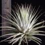 Tillandsia ionantha 'Silver Star'