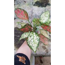 Aglaonema sp two tone