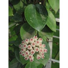 Hoya sp (parasitica?) листья серцевидные толстые 2+