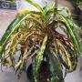 Codiaeum Krabi Daeng