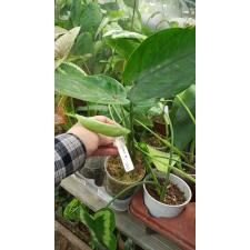 Syngonium macrophylla 'Dark Night' 229/1