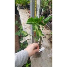 Syngonium Money Cup 'Godzilla' 218