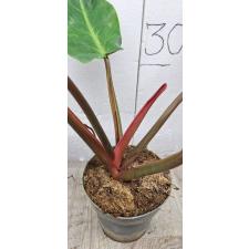 Филодендрон Оранжевый Мармелад / Philodendron ORANGE MARMALADE