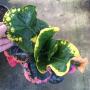 Codiaeum Choke Dee.
