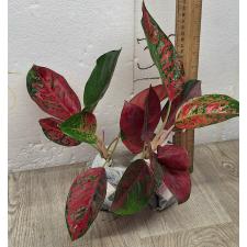 Аглаонема Ред Очин / Aglaonema Red Ochin A-138