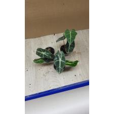 Alocasia Polly pot 6 cm 700р