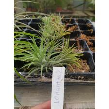 TILLANDSIA IONANTHA