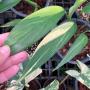 Epipremnum amplissimum variegated